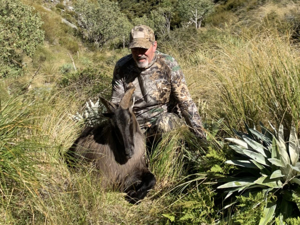 Free Range Bull Tahr Hunting New Zealand