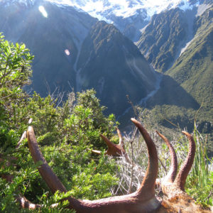 Hunting Guides New Zealand