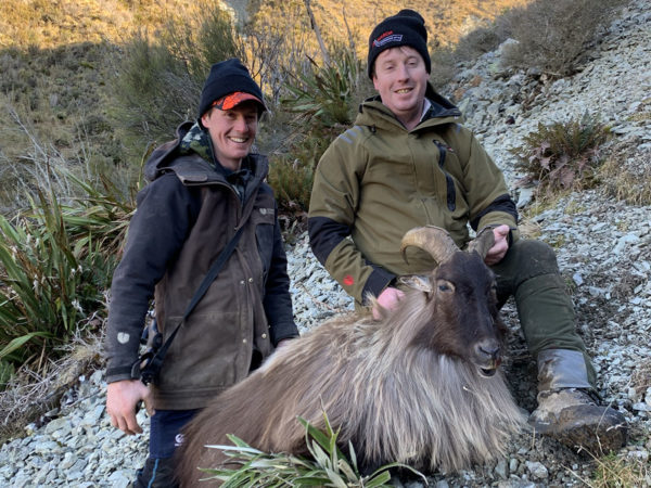 Trophy Bull Tahr 13 inch Plus